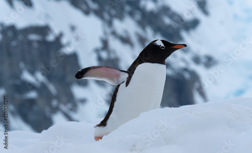 A gentoo penguin climbing the steep show highway back to the rookeries  Danko Island  Antarctic Peninsula  Antarctica