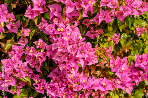 Beautiful pink bougainvillea flowers in sunny day. Colorful garden decoration, purple bougainvillea flowers. Abstract nature concept background with copy space. © Olga