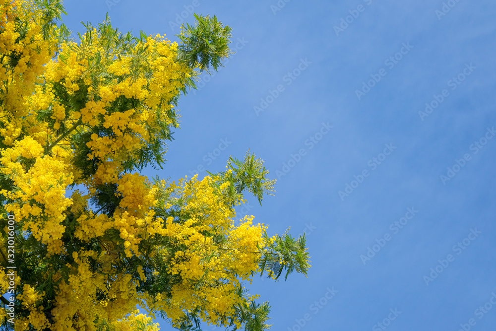Blooming yellow Mimosa scabrella tree on blue sky and light cloudy background. Yellow spring flowers for card, Womans day, wedding. Beautiful springtime natural backdrop with copy space for text. Blooming yellow Mimosa scabrella tree on blue sky and light cloudy background. Yellow spring flowers for card, Womans day, wedding. Beautiful springtime natural backdrop with copy space for text.