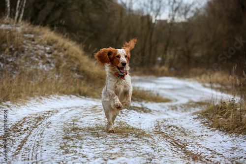 Fototapeta Naklejka Na Ścianę i Meble -  Dog breed Russian hunting spaniel for a walk in the winter runs in nature