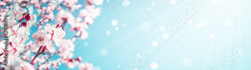 Blossoming apricot tree branches with copy space web banner: spring time concept photo