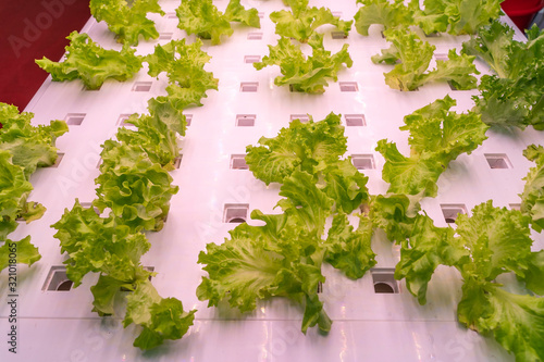 Organic hydroponic vegetable grow with LED Light Indoor farm,Agriculture Technology © xiaoliangge