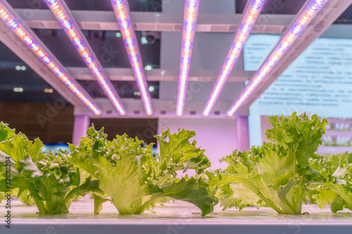 Valokuva Organic hydroponic vegetable grow with LED Light Indoor farm,Agriculture Technol
