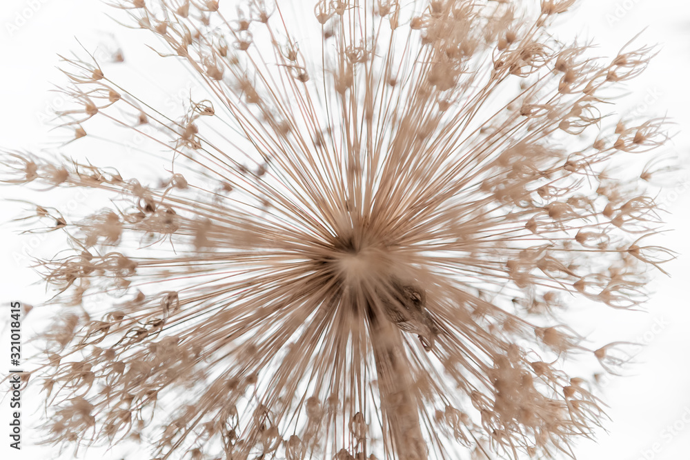 Obraz premium Allium, blume