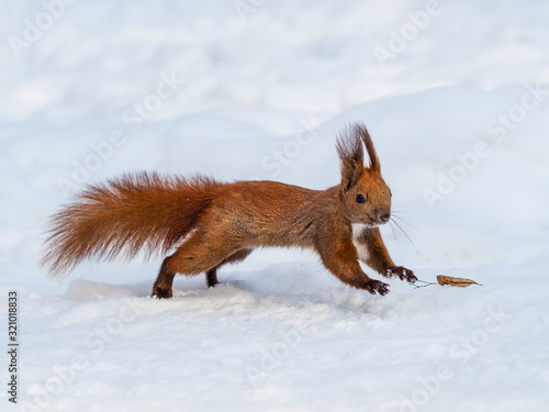 Cute funny red squirrel running through the snow © Solomiia