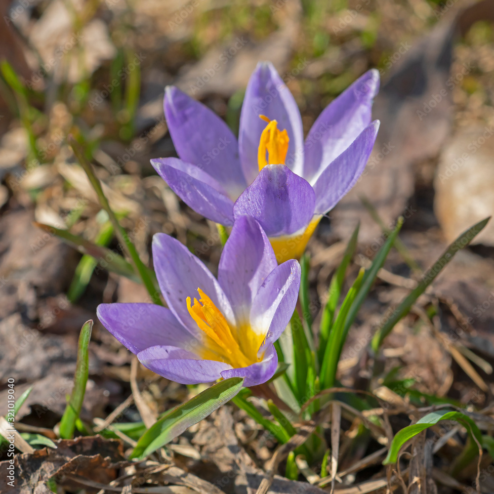 Crocus flowers in spring in full bloom. Crocus flowers in spring in full bloom.