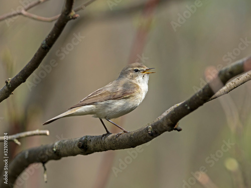 Common Chiffchaff (Phylloscopus collybita) perched on a branch. The common chiffchaff (Phylloscopus collybita), or simply the chiffchaff, is a common and widespread leaf warbler. 