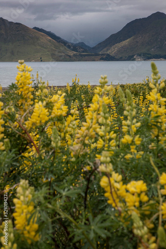 Lake Hawea New Zealand. Flowering lupines spring