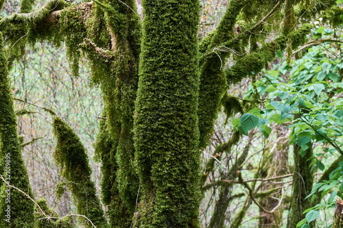 Flora of the Caucasus Mountain Gorge photo