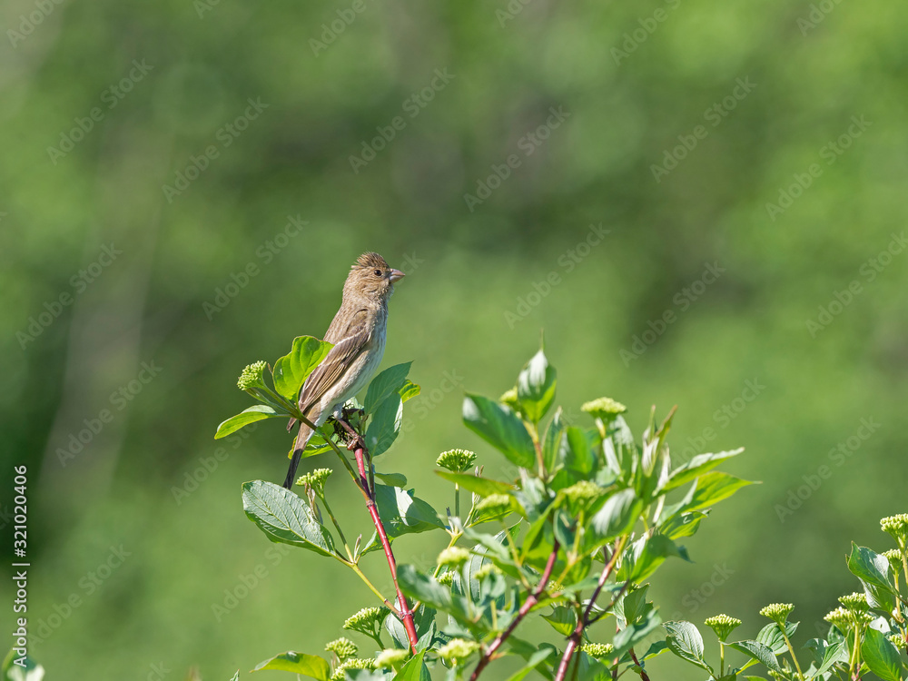 Fototapeta premium The common rosefinch (Carpodacus erythrinus) or scarlet rosefinch is the most widespread and common rosefinch of Asia and Europe.