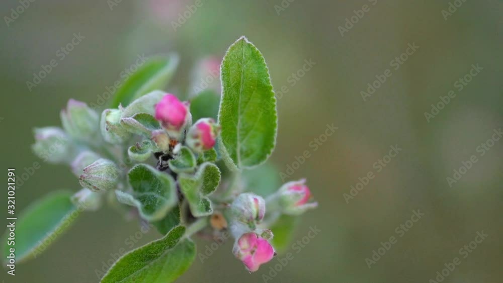 Spring flowering. Close-up of pink flowers on a blossoming apple tree. Tree flowering. Nature Spring flowering. Close-up of pink flowers on a blossoming apple tree. Tree flowering. Nature