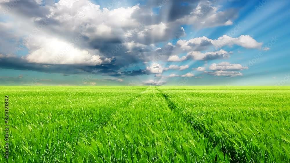 Field of grass on a background of sunset Field of grass on a background of sunset