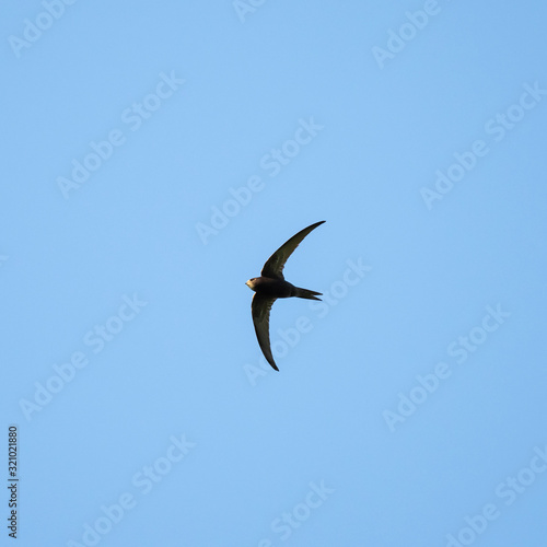 The common swift (Apus apus) in flight. 