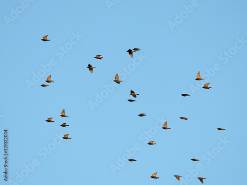 A flock of birds in flight on a background of blue sky. A flock of starlings in flight. Bird migration concept. © ihorhvozdetskiy