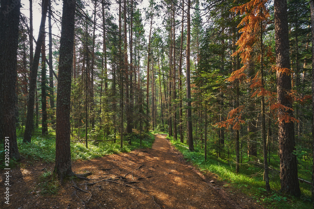 Obraz premium Hiking path in the woods of the Stolby Nature Reserve in Krasnoyarsk