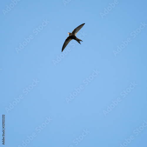The common swift  Apus apus  in flight. 