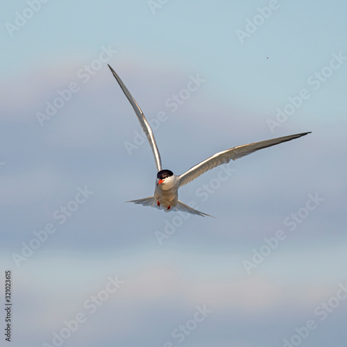   ommon tern  Sterna hirundo  in flight. The common tern  Sterna hirundo  is a seabird in the family Laridae.