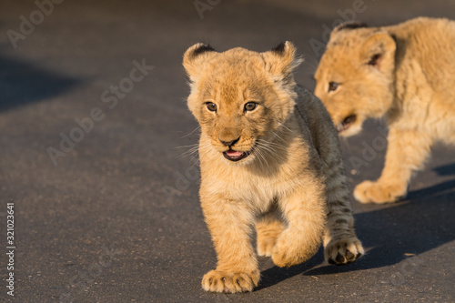 Fotografia, Obraz baby lion cubs South Africa