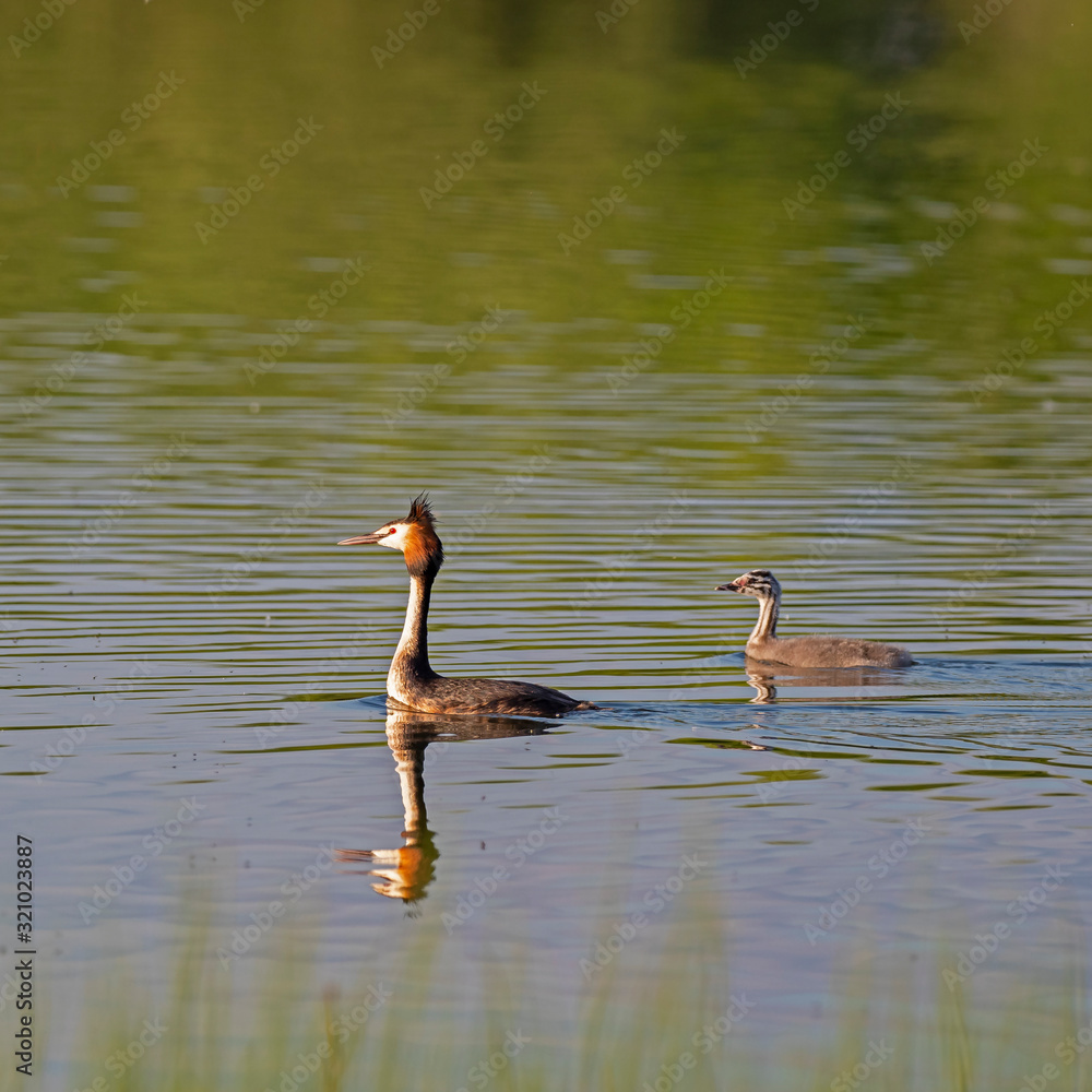 The great crested grebe (Podiceps cristatus) is a member of the grebe family. The great crested grebe (Podiceps cristatus) is a member of the grebe family.
