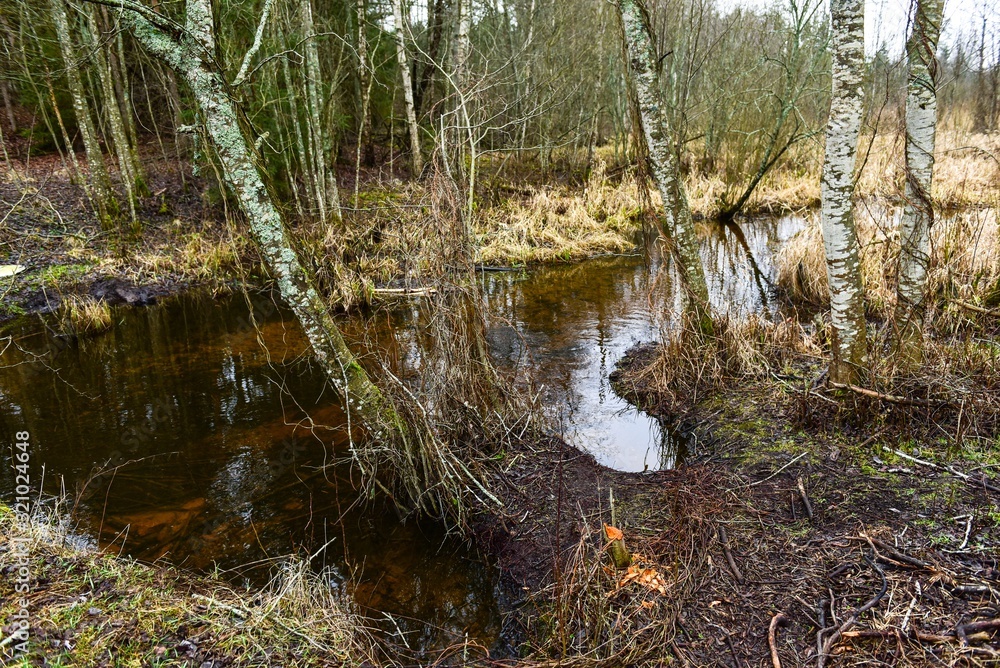 Swamp water and grass overgrown pond in Latvia Swamp water and grass overgrown pond in Latvia