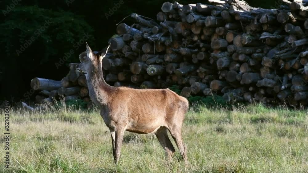 Alert red deer (Cervus elaphus) female looking around in front of woodpile at forest's edge