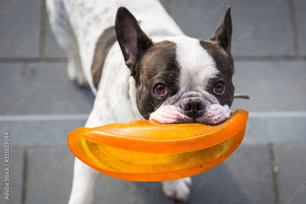French bulldog playing with flying disc in sunny garden