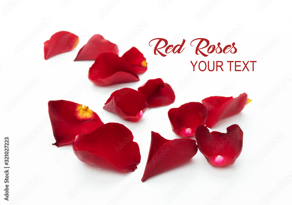 Scattered red rose petals on white background. Red rose petals isolated on a white background with place for your text. Scattered red rose petals on white background. Red rose petals isolated on a white background with place for your text.