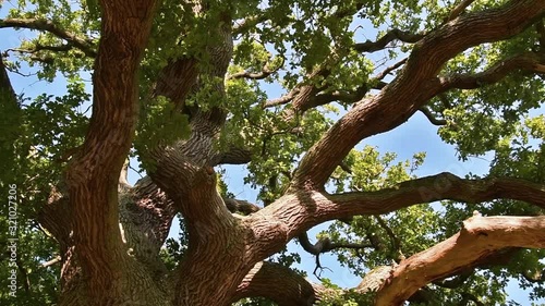 Rotating worm's eye view of thick branches and foliage of centuries old English oak / pedunculate oak (Quercus robur) in late summer / autumn  photo