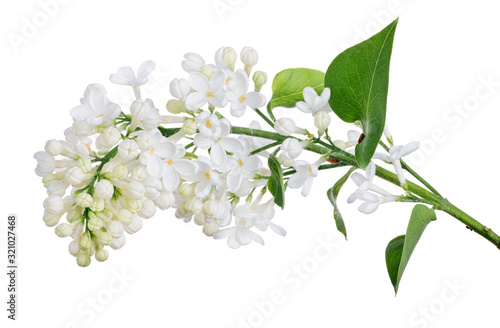 isolated pure white lilac with green small leaves