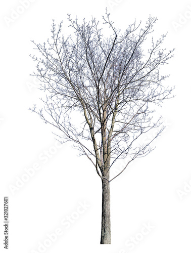 isolated winter tree with dense bare branches