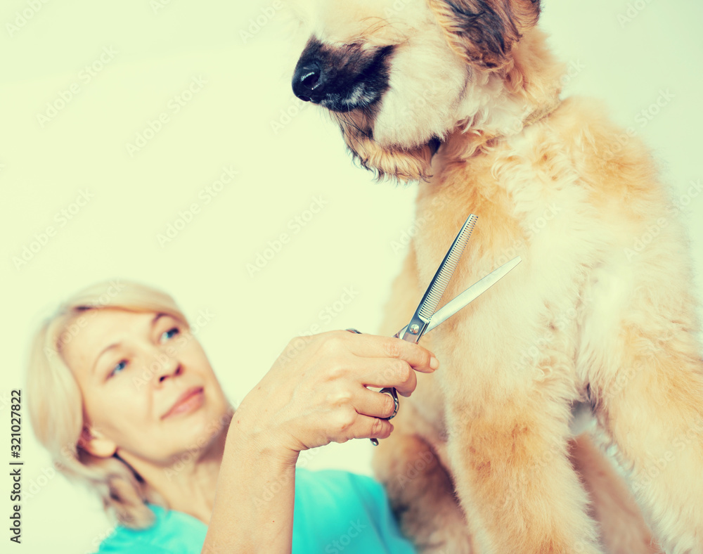 woman hairdresser cuts Afghan puppy Shepherd in beauty salon for animals woman hairdresser cuts Afghan puppy Shepherd in beauty salon for animals