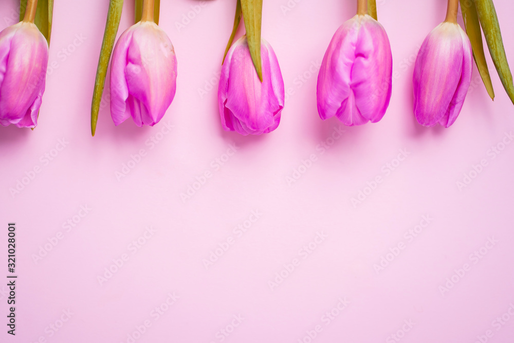 Spring flower pink tulips Spring flower pink tulips