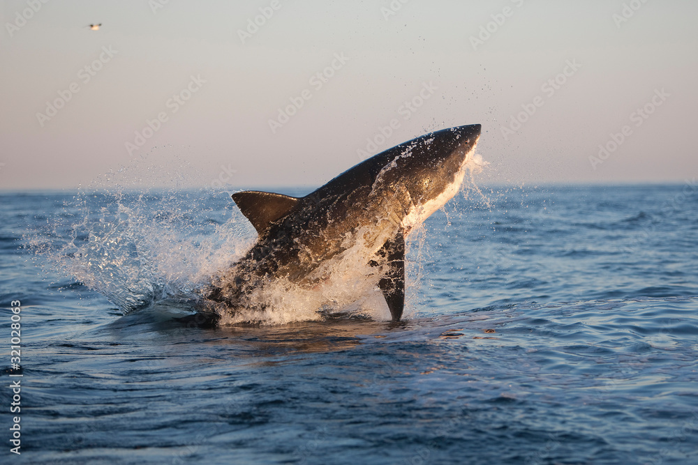 Fototapeta premium GRAND REQUIN BLANC carcharodon carcharias