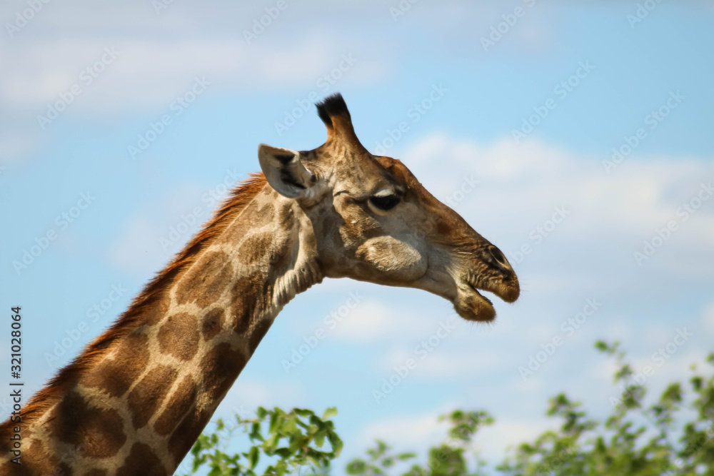 Medium headshot of a wild giraffe eating from a tree Medium headshot of a wild giraffe eating from a tree