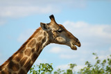 Medium headshot of a wild giraffe eating from a tree