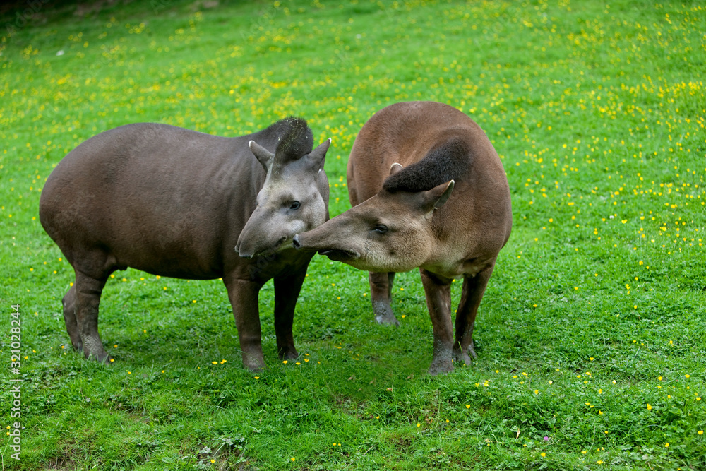 TAPIR DU BRESIL tapirus terrestris TAPIR DU BRESIL tapirus terrestris