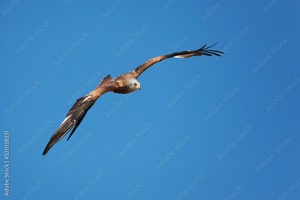 MILAN ROYAL  milvus milvus