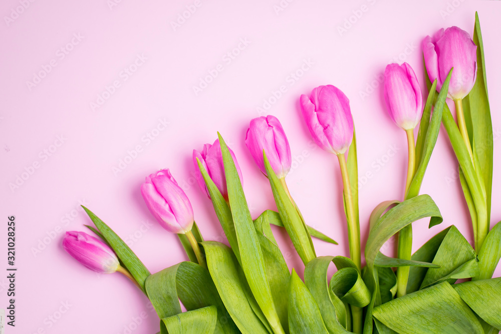 Spring flower pink tulips Spring flower pink tulips