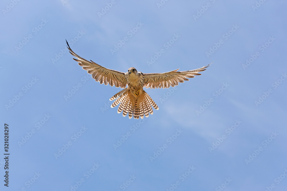 Fototapeta premium FAUCON SACRE falco cherrug