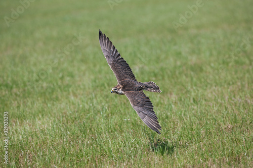 FAUCON SACRE falco cherrug © slowmotiongli