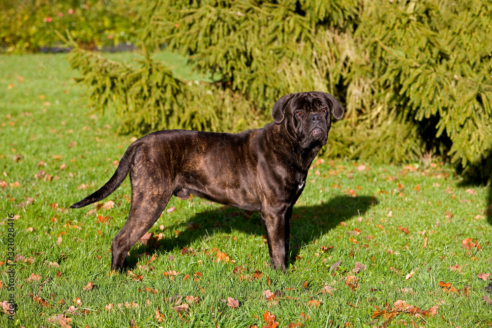 Obraz premium CANE CORSO