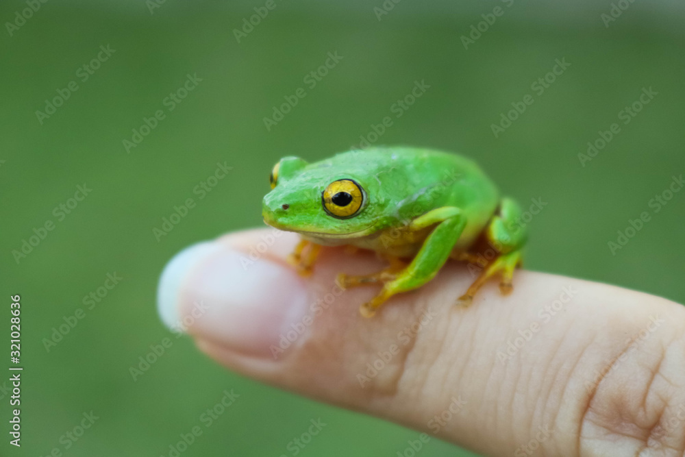 Obraz premium green frog with yellow eyes sitting on womans finger