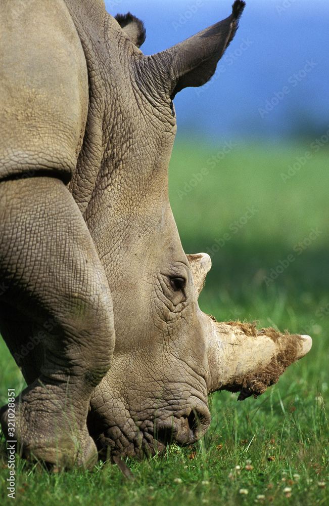 Fototapeta premium RHINOCEROS BLANC ceratotherium simum