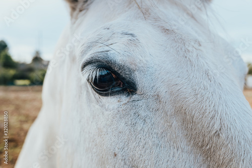 Close-up of a white horse's eye looking intently at the camera.
