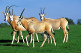 ORYX ALGAZELLE oryx dammah