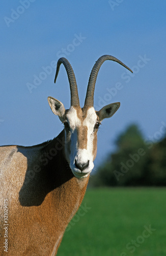 ORYX ALGAZELLE oryx dammah photo