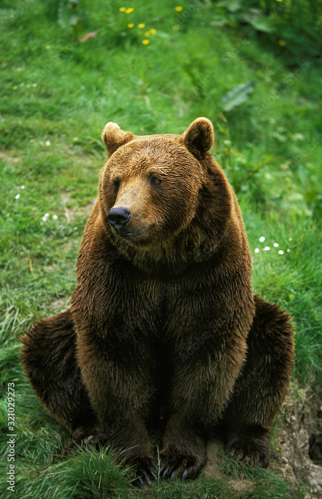 OURS BRUN ursus arctos OURS BRUN ursus arctos