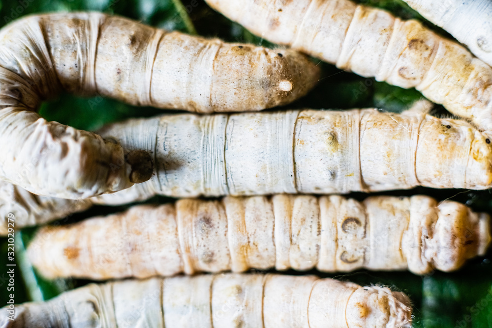Group heads of silk worms, Bombyx mori, eating mulberry leaves with their sharp teeth. Group heads of silk worms, Bombyx mori, eating mulberry leaves with their sharp teeth.