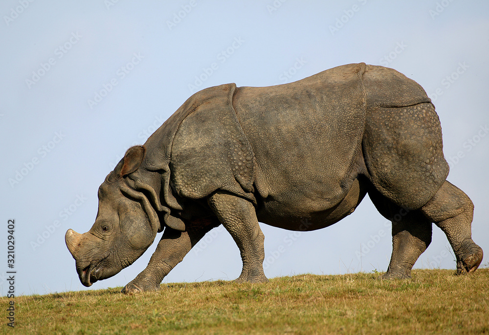 Fototapeta premium RHINOCEROS INDIEN rhinoceros unicornis