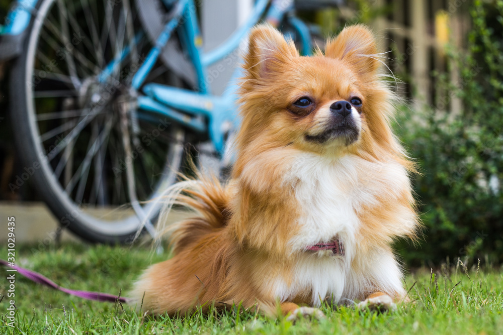 dog on green grass dog on green grass